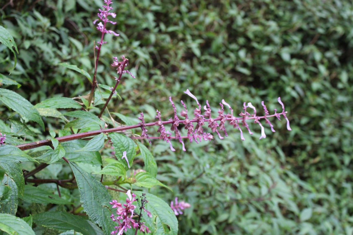 Coleus inflatus Benth.